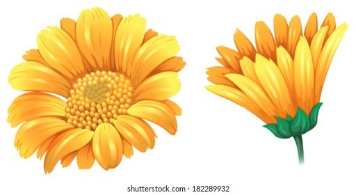 Illustration of a fresh flower on a white background