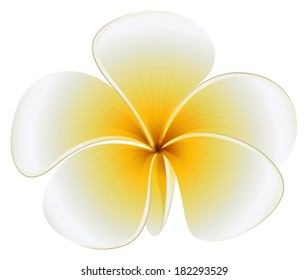 Illustration of a fresh flower on a white background