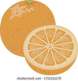 
Illustration of fresh fruit orange