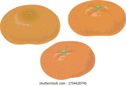 
Illustration of fresh fruit tangerines