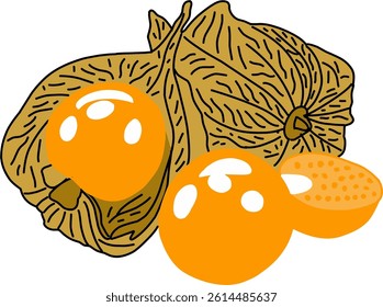 Illustration of fresh golden berries (physalis)