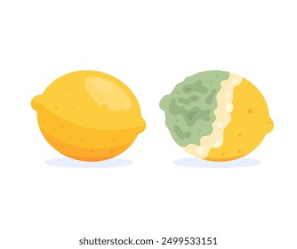 illustration of fresh and good lemon fruit with rotten and damaged lemon fruit. moldy lemon. condition of food or fruit. change, old and new. flat style design. graphic elements