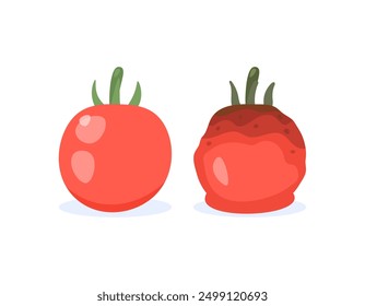 illustration of fresh and good tomato fruit with rotten and damaged tomato fruit. condition of food or vegetable. old and new. flat style design. graphic elements