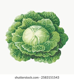 Illustration of a fresh green cabbage with detailed leaves. Cabbage is vibrant, green, and leafy. Perfect for showcasing fresh produce and cabbage themes. Vintage vegetable illustration vector.