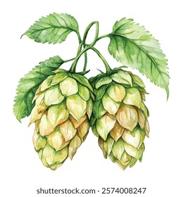 illustration of fresh green hops and leaves, perfect for brewing, botanical designs, or natural themed projects. Ideal for craft beer labels, organic products, and herbal decorations.