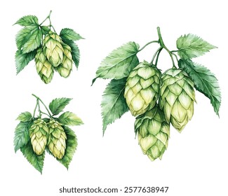 illustration of fresh green hops and leaves, perfect for brewing, botanical designs, or natural themed projects. Ideal for craft beer labels, organic products, and herbal decorations.