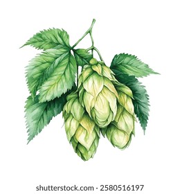 illustration of fresh green hops and leaves, perfect for brewing, botanical designs, or natural themed projects. Ideal for craft beer labels, organic products, and herbal decorations.