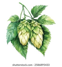 illustration of fresh green hops and leaves, perfect for brewing, botanical designs, or natural themed projects. Ideal for craft beer labels, organic products, and herbal decorations.