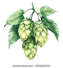 illustration of fresh green hops and leaves, perfect for brewing, botanical designs, or natural themed projects. Ideal for craft beer labels, organic products, and herbal decorations.