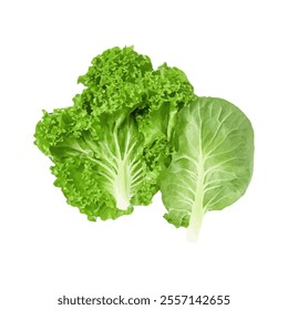 Illustration of fresh green lettuce varieties on a white background.