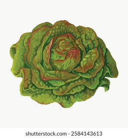 Illustration of a fresh green lettuce. The lettuce is vibrant, showcasing leafy textures. Green lettuce with detailed leaves. Perfect for salad-themed designs. Vintage vegetable illustration vector.