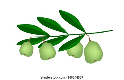 Illustration of Fresh Green Walnuts on A Tree, Good Source of Dietary Fiber, Vitamins and Minerals. 
