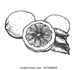 Illustration of fresh lemon. Engraving image of food. Vintage style artwork of citrus fruits isolated on white background, of highly detailed.