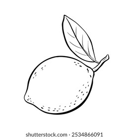 An Illustration of a Fresh Lemon with Leaf, Vector sketch illustration. 