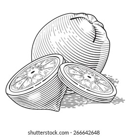 Illustration of fresh lemon with slices. Vector vintage fruit. Stylized drawing hands. Engraving image of food. Isolated lime on white background. Eps 8