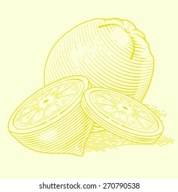 Illustration of fresh lemon with slices. Vector vintage fruit. Stylized drawing hands. Engraving image of food. Colorful fruit. Eps 8