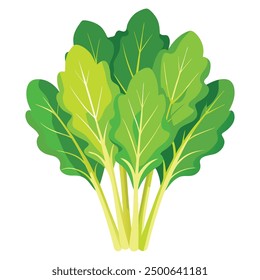 illustration of fresh mustard greens Vegetable