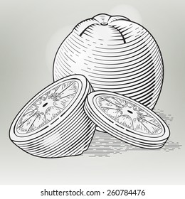 Illustration of fresh orange with slices. Vector vintage fruit. Stylized drawing hands. Engraving image of food. Graphic poster