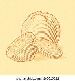 Illustration of fresh orange with slices. Vector vintage fruit. Stylized drawing hands. Engraving image of food. Graphic Color poster