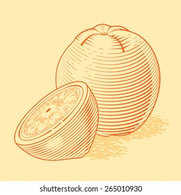 Illustration of fresh orange. Vector vintage fruit. Stylized drawing hands. Engraving image of food. Graphic Color poster