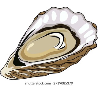 Ilustración de una ostra fresca en una cáscara abierta, dibujada en un estilo de dibujos animados limpio con líneas suaves y colores naturales.