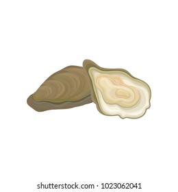 Illustration of fresh oysters. Raw mollusk in shell. Seafood concept. Graphic design element for restaurant menu, advertising poster or flyer. Colored flat vector icon