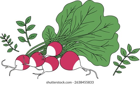 Illustration of fresh radishes with vibrant green leaves, showcasing their natural beauty and freshness. Isolated on white background.
