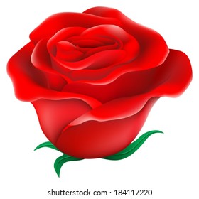 Illustration of a fresh red rose on a white background