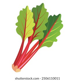 Illustration of Fresh Rhubarb Isolated on white