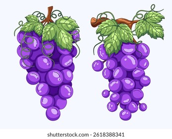 Illustration of fresh ripe grapes purple hanging from green vines. This scene highlights the natural lushness and freshness of the grapes, conveying a sense of organic farming and seasonal harvest.