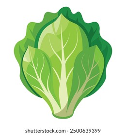 illustration of fresh romaine lettuce Vegetable