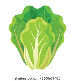 illustration of fresh romaine lettuce Vegetable