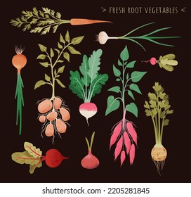 Illustration of fresh root vegetable. Root plants set. Garden vegetable vector drawing collection. Onion, radish, turnips, carrots, potatoes,  celery, sweet potatoes. For menu, recipe, package.