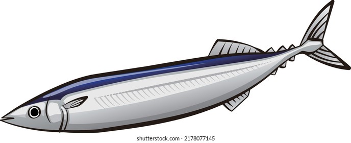 It is an illustration of fresh saury.