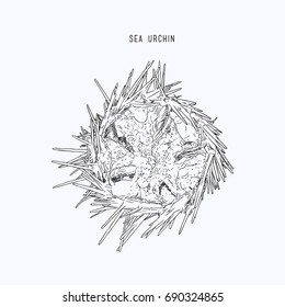 Illustration of Fresh Sea Urchin Eggs or Sea Hedgehog Eggs for Sushi and Sashimi.