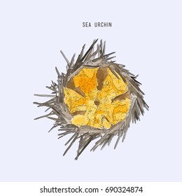 Illustration of Fresh Sea Urchin Eggs or Sea Hedgehog Eggs for Sushi and Sashimi.