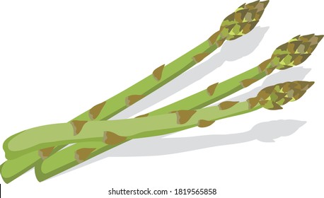 Illustration of fresh vegetables (asparagus)