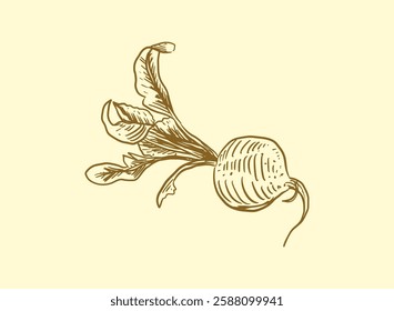 Illustration of an Fresh Vegetables Beet Handdrawn