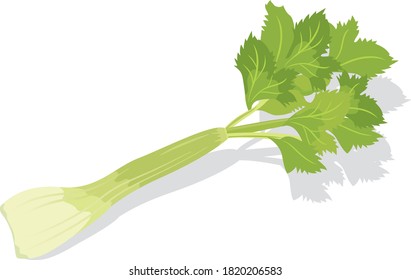 Illustration of fresh vegetables (Celery)