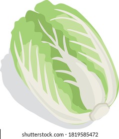 Illustration of fresh vegetables (Chinese cabbage)