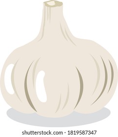 Illustration of fresh vegetables (garlic)