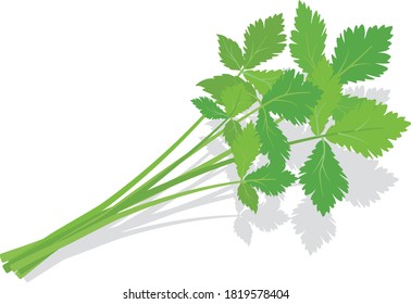 Japanese Parsley Images Stock Photos Vectors Shutterstock