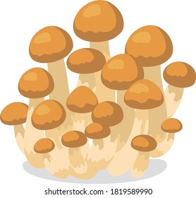 Illustration of fresh vegetables (Mushroom nameko)