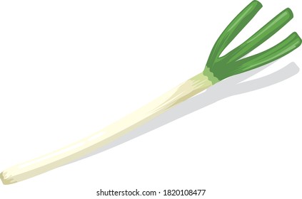 Illustration of fresh vegetables (White onion)