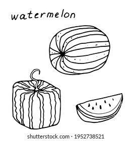 Illustration of fresh watermelons, whole and wedges. Square and round watermelon. Vector template of ripe summer fruits for vegetarian menu, catalog, logo, mobile app. Set of doodle for design.