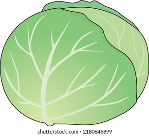 Illustration Fresh Whole Cabbage Stock Vector (Royalty Free) 2180646899 ...