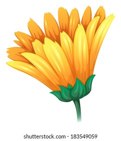 Illustration of a fresh yellow flower on a white background