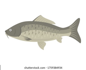 Illustration of freshwater fish carp.