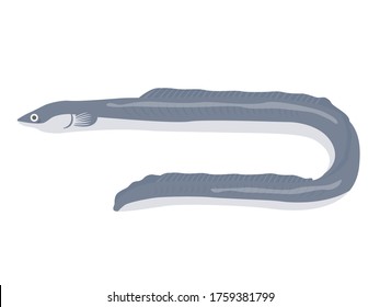 Illustration of freshwater fish eel.