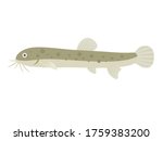 Illustration of freshwater fish loach.